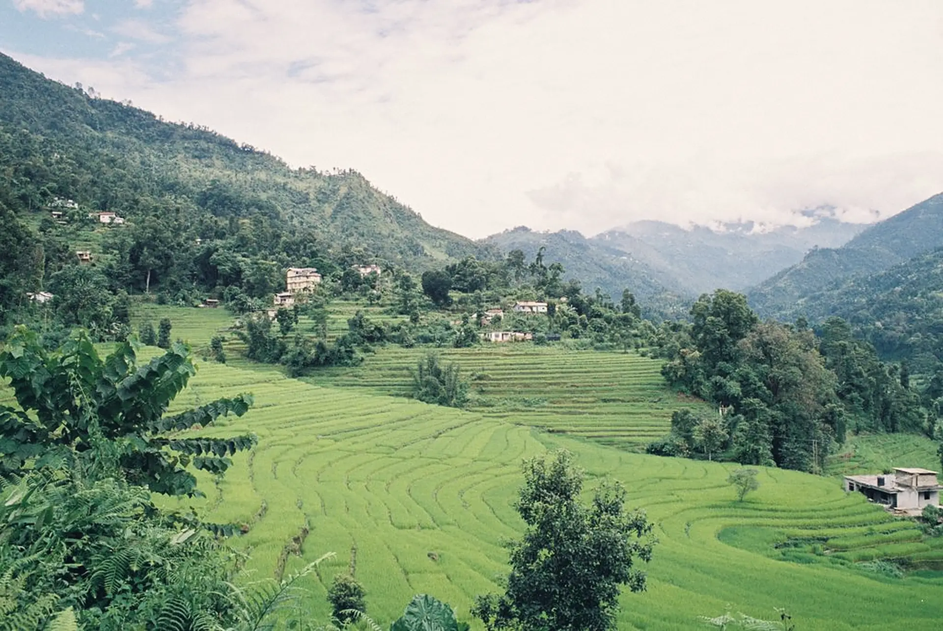 Terraced rice fields in a green Himalayan valley in Sikkim