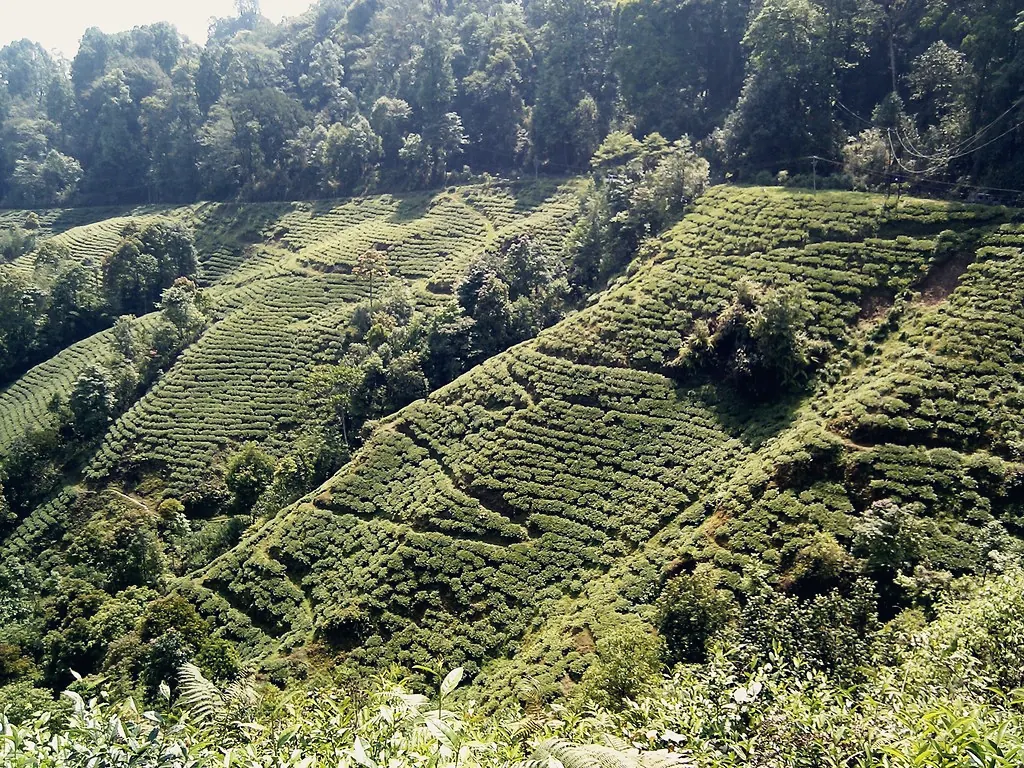 Tea gardens terraced across forested hills in Darjeeling