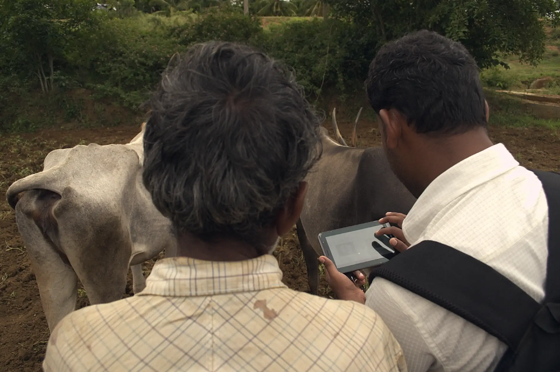 A field researcher recording data on a tablet beside a farmer and his cattle