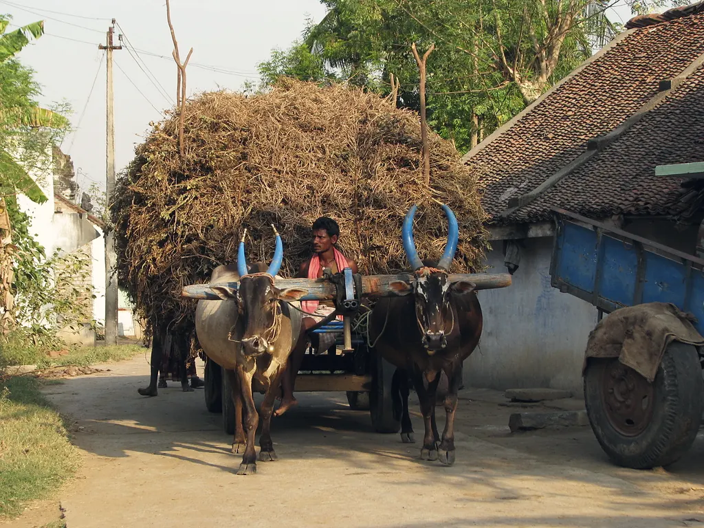 A farmer driving a bullock cart loaded with hay through a village
