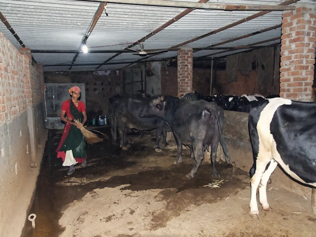 A woman tending dairy cattle in a shed in Gujarat