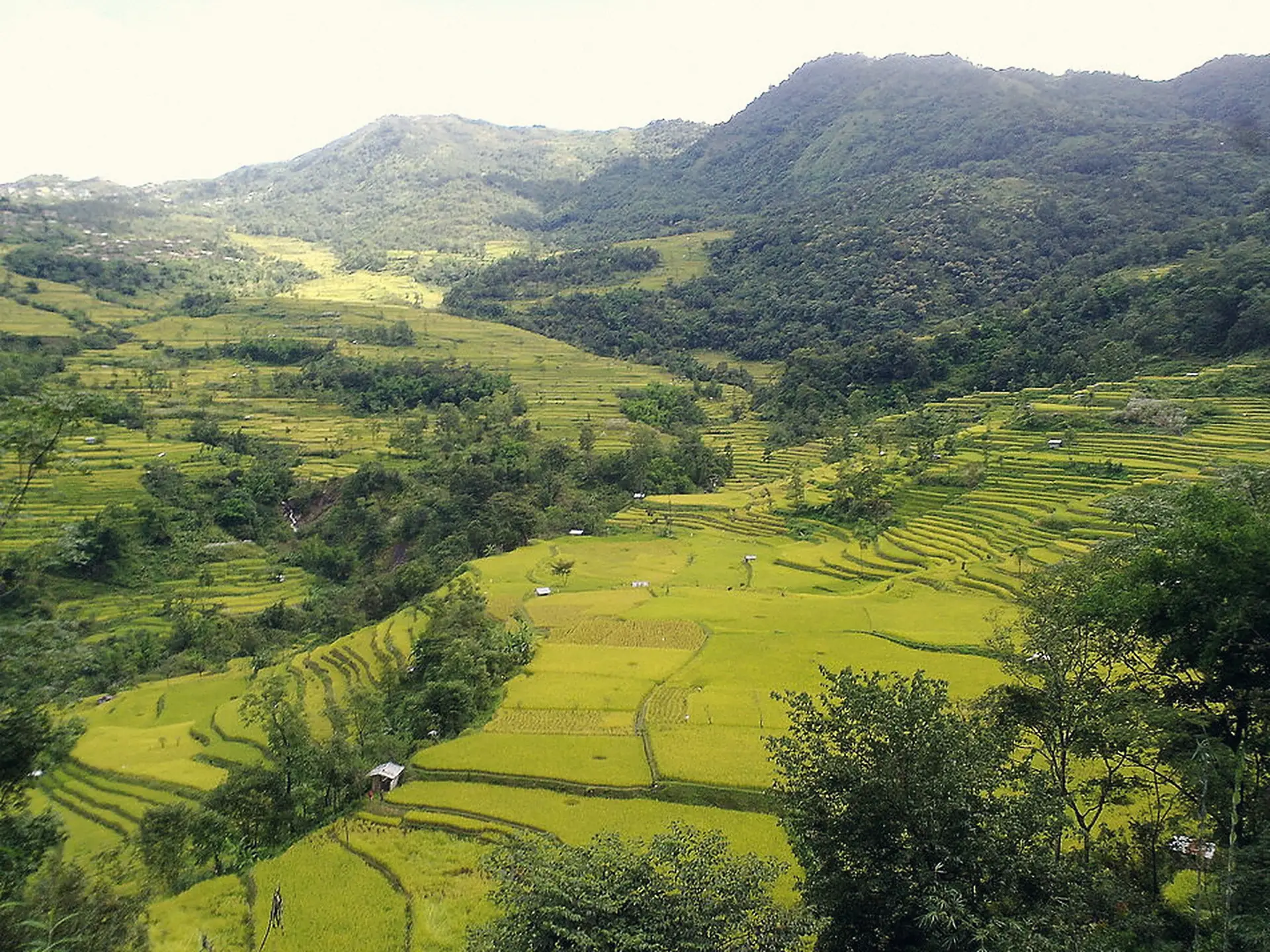 Terrace cultivation on hillsides in Pfutsero, Nagaland