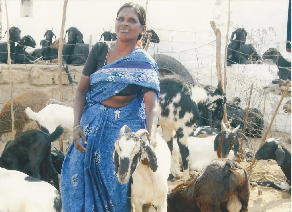 A member of a women’s self-help group standing with her goats near Kurnool